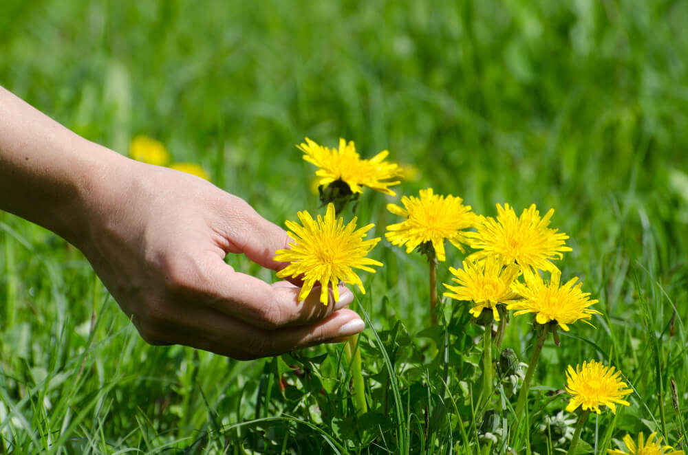 Dandelion