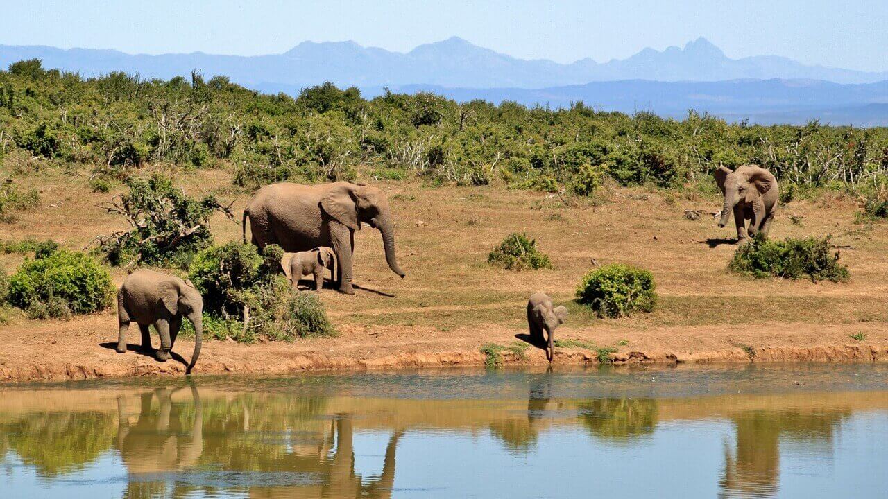 South African Safaris