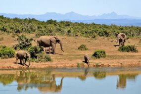 South African Safaris